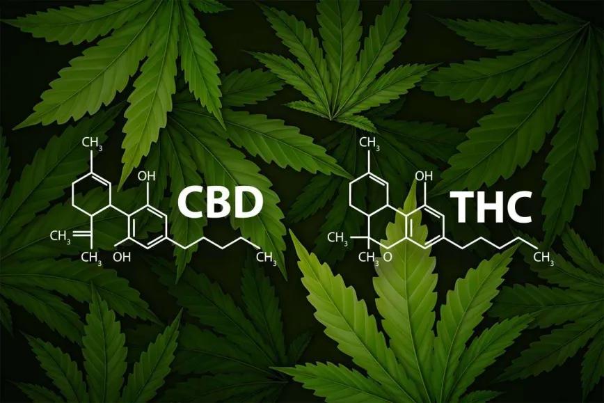 El CBD puede aumentar la exposición al THC