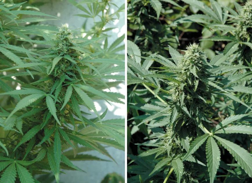 La mayoría de los estigmas blancos indican que las plantas todavía están lejos de la madurez. Al sol, los cogollos maduran mejor y las plagas atacan menos. 