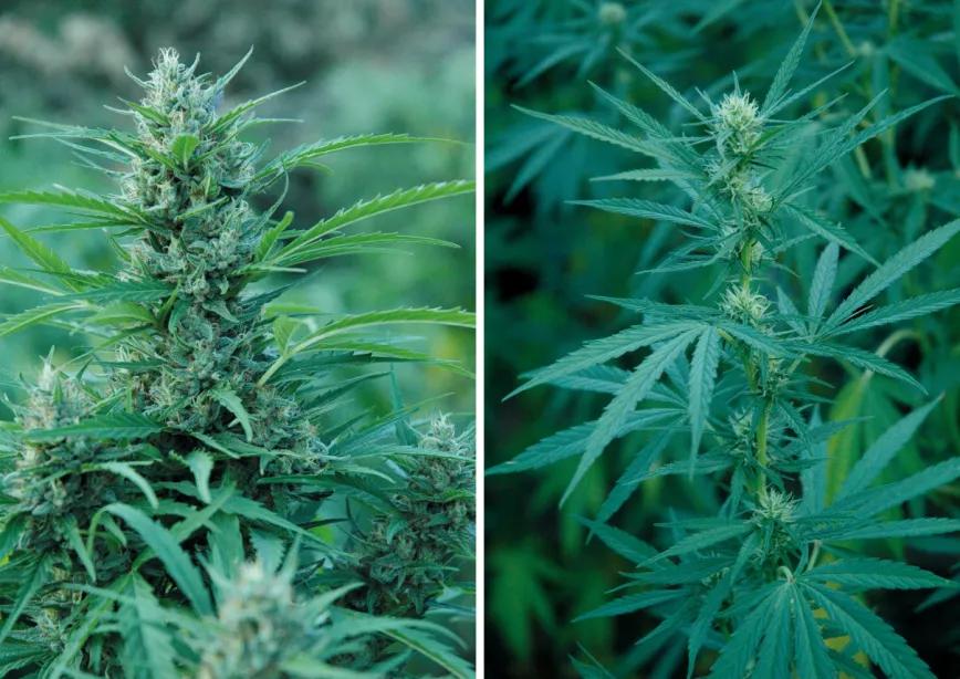 La luz llega mejor a todas partes en las variedades de hojas finas que producen poca sombra. A esta sativa tardía le quedan al menos seis semanas hasta la cosecha.