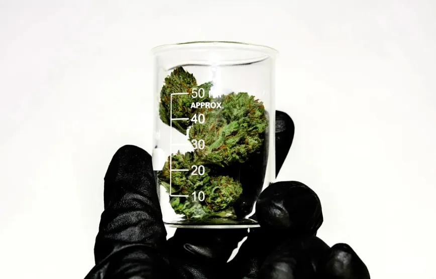 California amplía retiradas de cannabis por irregularidades con pesticidas
