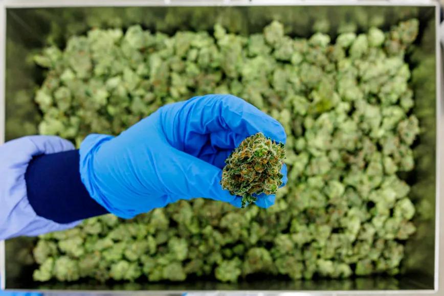 Portugal defiende sus controles y anuncia menos demoras para exportar cannabis