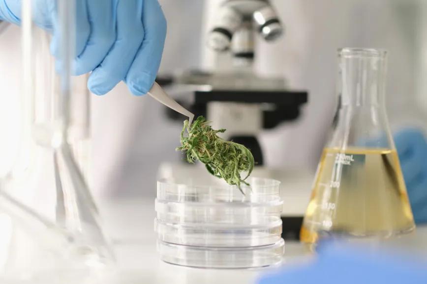 Canadá detalla cómo validar los análisis de cannabis