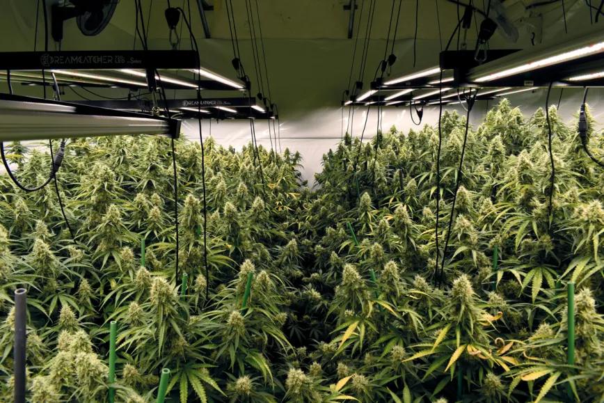 El precio de cultivar en interior: técnicas para reducir el coste energético del ‘indoor’ 