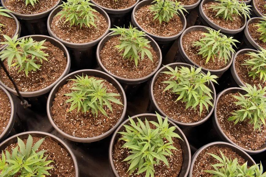 Las plantas en fase vegetativa crecen bien con las lámparas al 50% de potencia siempre que se coloquen cerca. 