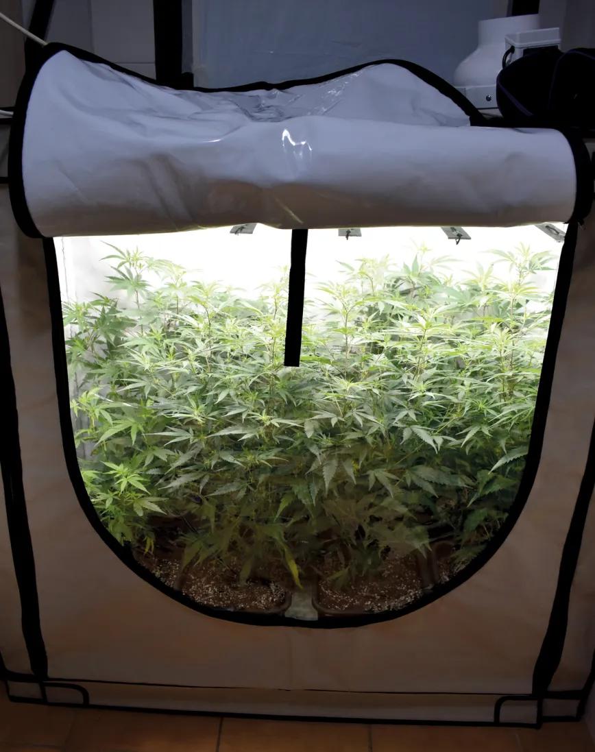 Un pequeño armario de cultivo iluminado con una lámpara led de baja potencia es la forma más barata de cultivar en interior. 