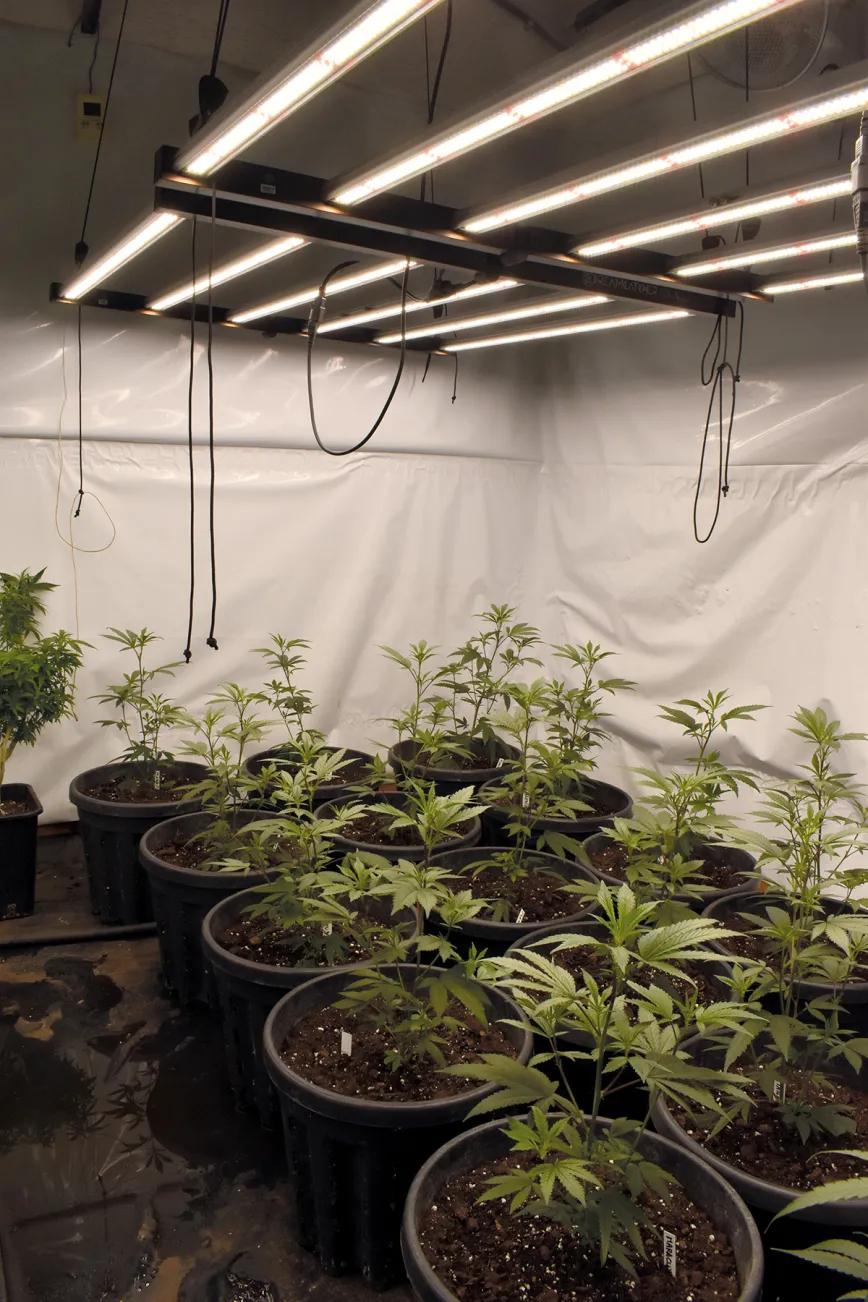 Mantener las lámparas lejos de las plantas malgasta energía. 