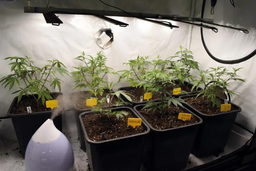 Las plantas madre pueden mantenerse en crecimiento con un fotoperiodo 6/6/6/6, que consume un 33% menos de electricidad que el 18/6. 