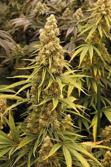 Solo en floración se aprovecha la máxima potencia de la lámpara. 