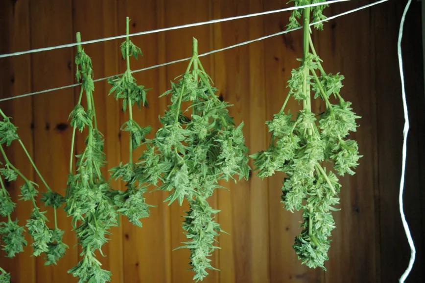Colgaremos las plantas sin que se toquen entre sí para favorecer la aireación y el secado.