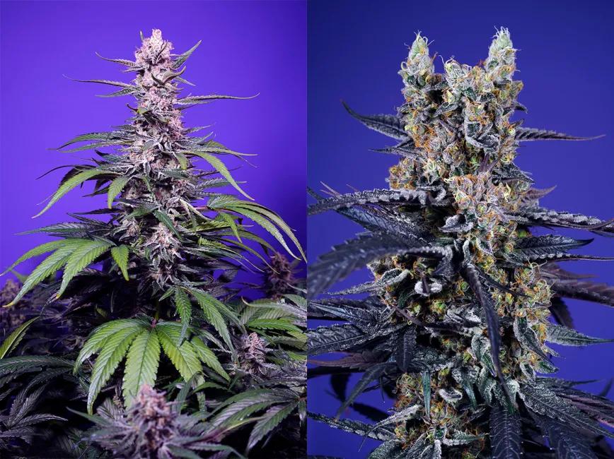 Comparativa entre Permanent Marker XL Auto® y Super Boof Auto® 