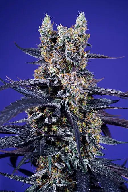 Super Boof Auto®&nbsp;de Sweet Seeds.