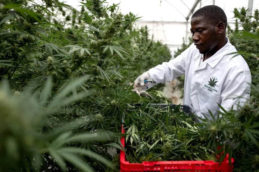 Uganda consolida su industria de cannabis medicinal