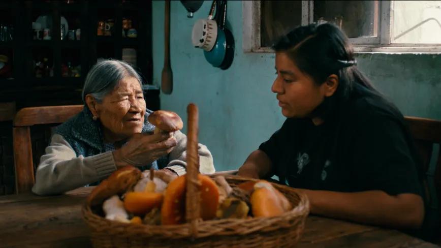 Hijas del bosque - Un documental mexicano explora ciencia, territorio y hongos sagrados 