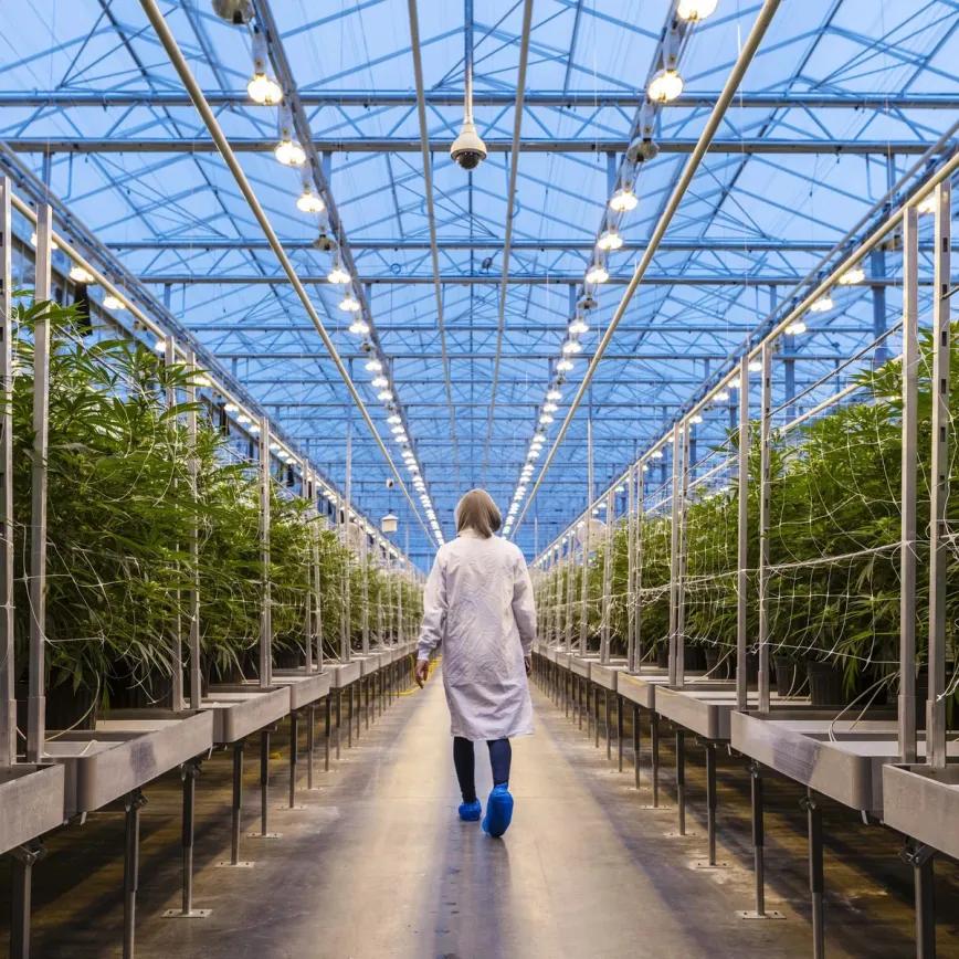 Canadá propone simplificar el seguimiento de su mercado de cannabis