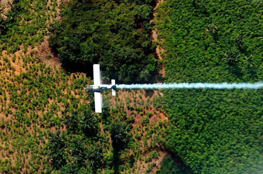 Colombia frena ensayo con herbicida sobre cultivos de coca