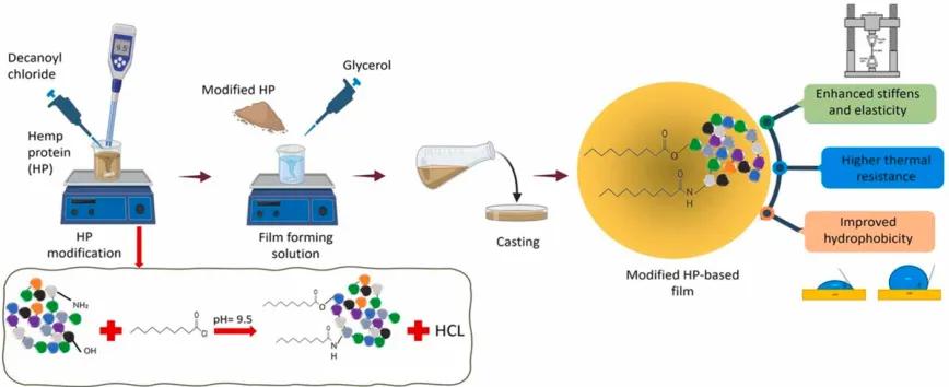 Proteína de cáñamo modificada con cloruro de ácido graso, un biopolímero innovador para el desarrollo de bioplásticos sostenibles.