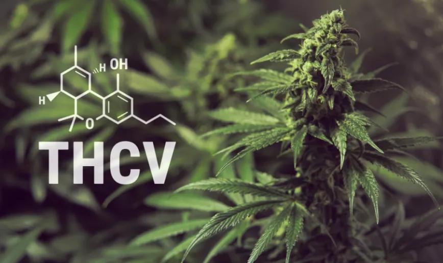 ¿Qué Es El THCV (Tetrahydrocannabivarin) Y Para Qué Vale? | Cáñamo