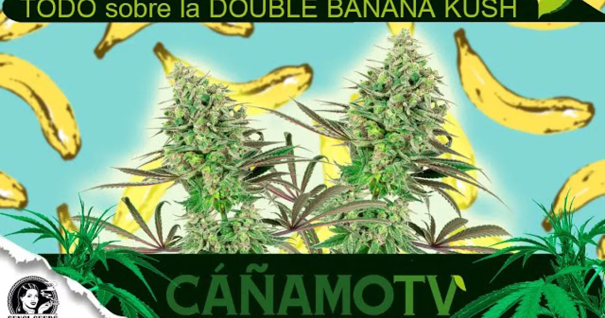 TODO sobre la DOUBLE BANANA KUSH de White Label Seeds Cáñamo