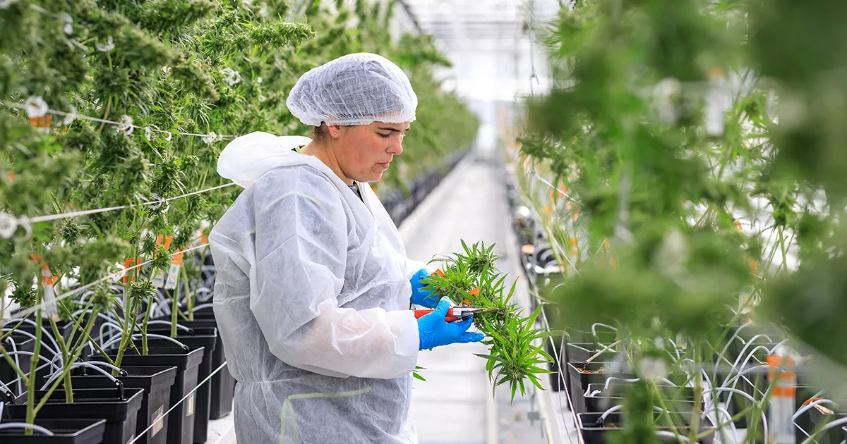 Oregon se proyecta para reabrir licencias mayoristas de cannabis