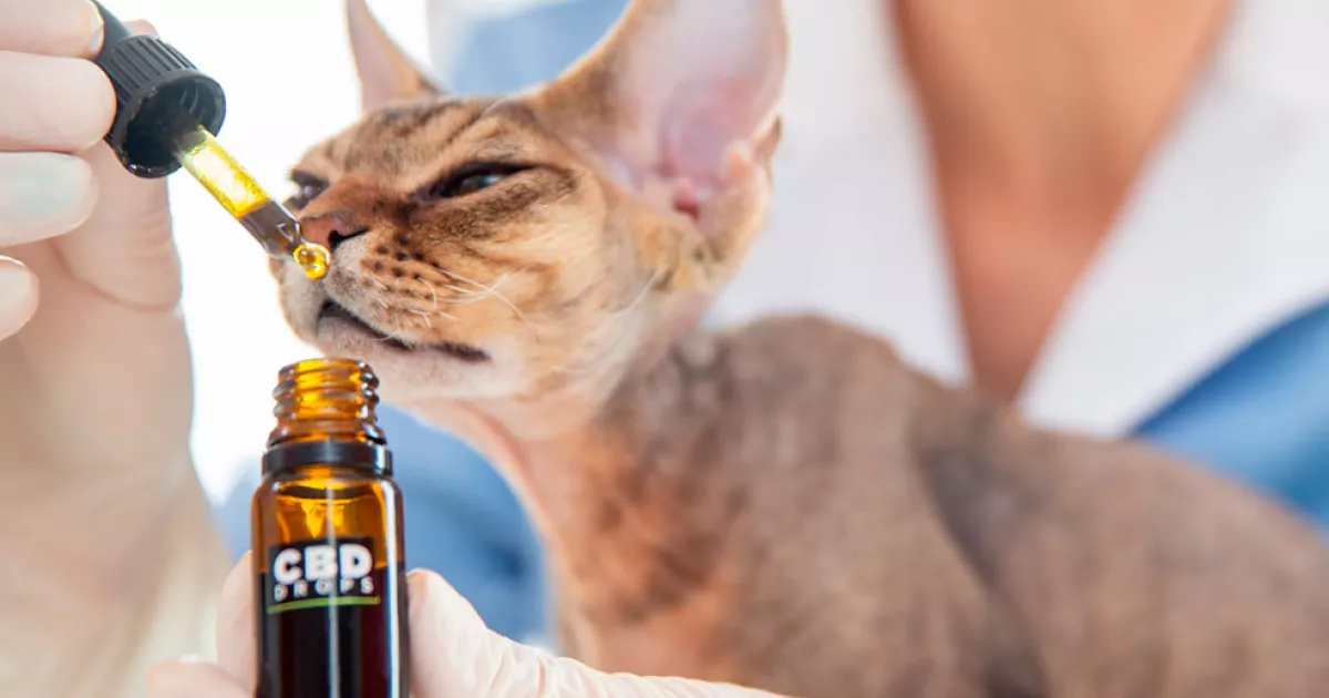 Mendoza Advances Veterinary Medical Cannabis Program with Advisory Committee