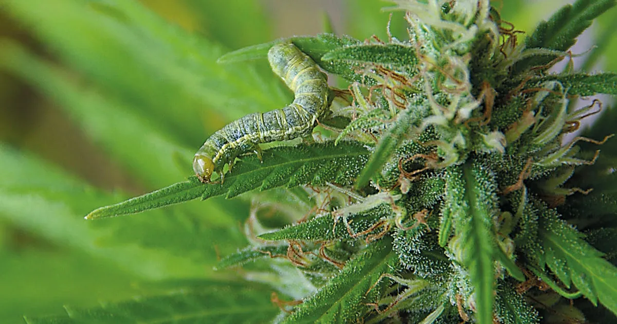 Bichos bajo control: cómo evitar y combatir las plagas en un cultivo de cannabis de exterior