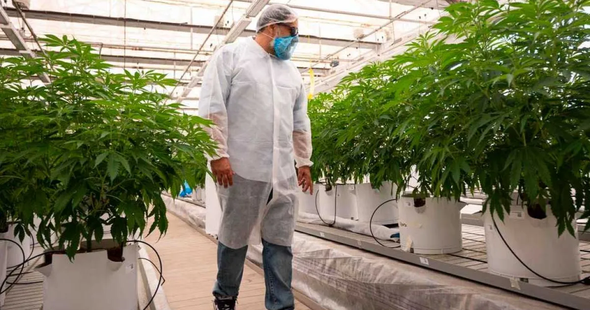 Canary Islands Approves First Medicinal Cannabis Cultivation for Pharmaceutical Validation