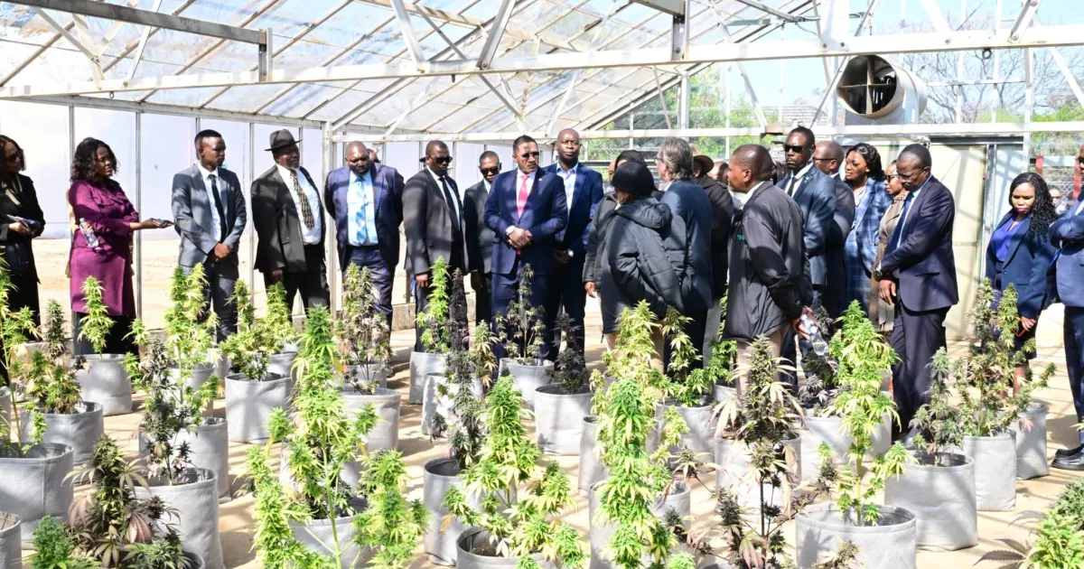 Botswana Paves Way for Industrial Hemp Cultivation and Economic Growth