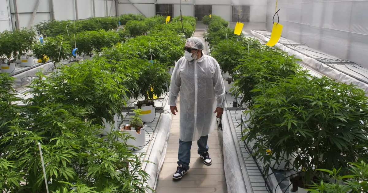 Thailo Rodríguez: dos décadas entre cultivo, activismo y regulación del cannabis medicinal
