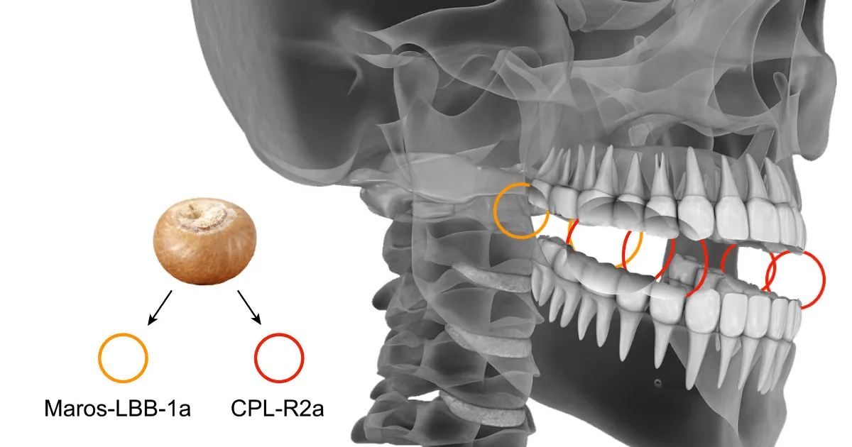 Ancient Evidence: Areca Nut Use Discovered 25,000 Years Ago