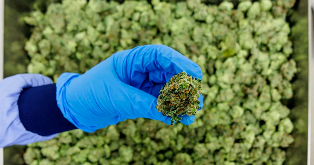 Portugal Streamlines Medical Cannabis Exports With Faster Certification Process