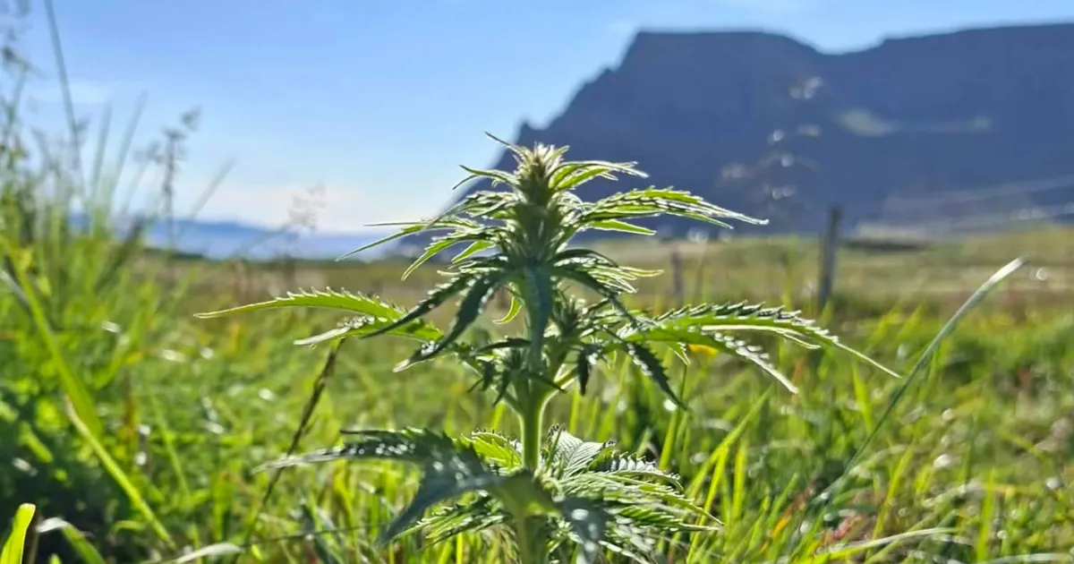 Iceland Tests Arctic-Adapted Hemp Varieties for Northern Climate Cultivation