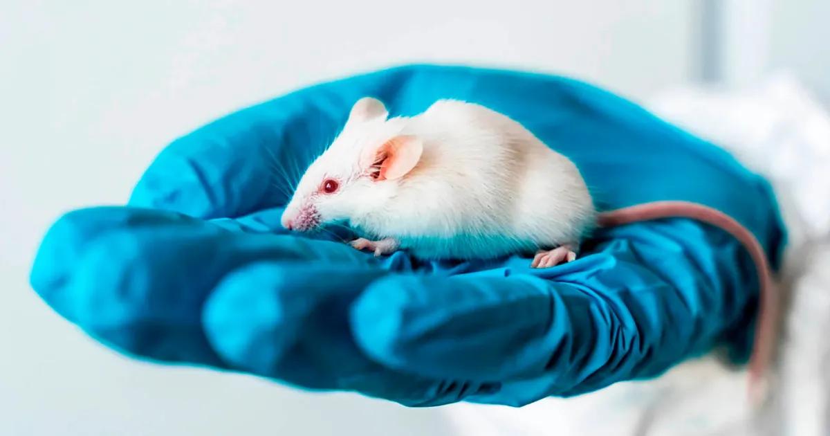 Synthetic Cannabinoid Enhances Defensive Responses by Weakening Brain's Inhibitory Brakes
