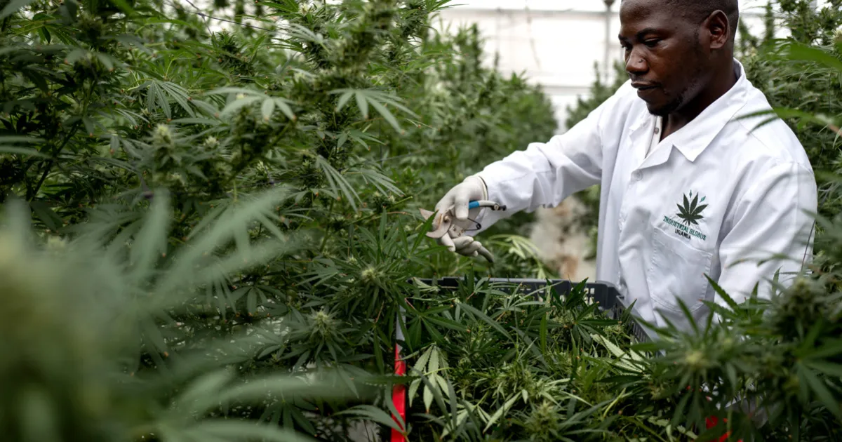 Uganda Strengthens Medical Cannabis Industry with Cooperative Framework