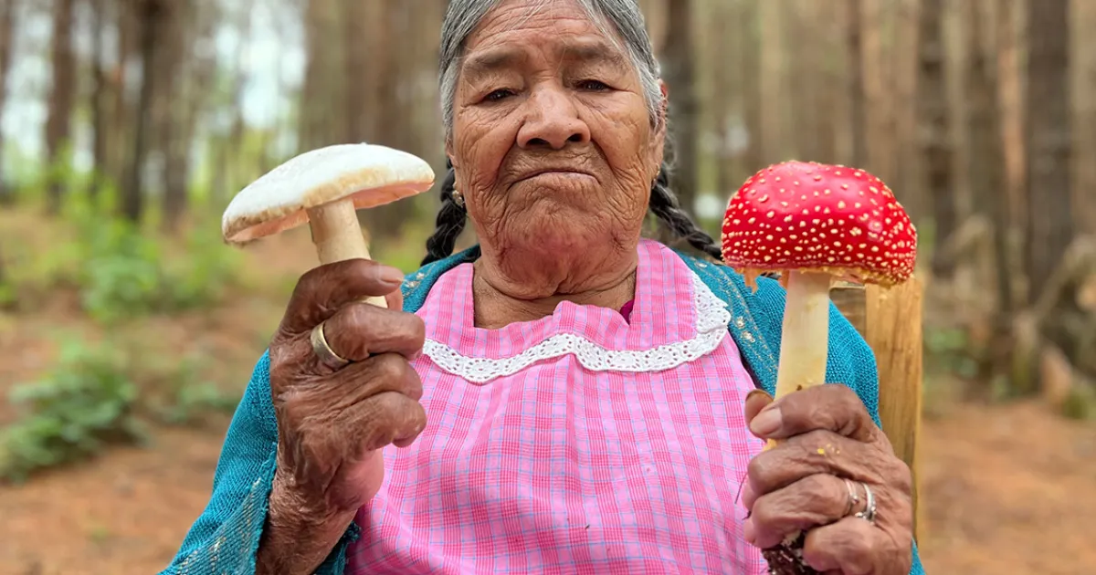 Mexican Documentary Explores Indigenous Mycology, Sacred Knowledge, and Psilocybin Fungi