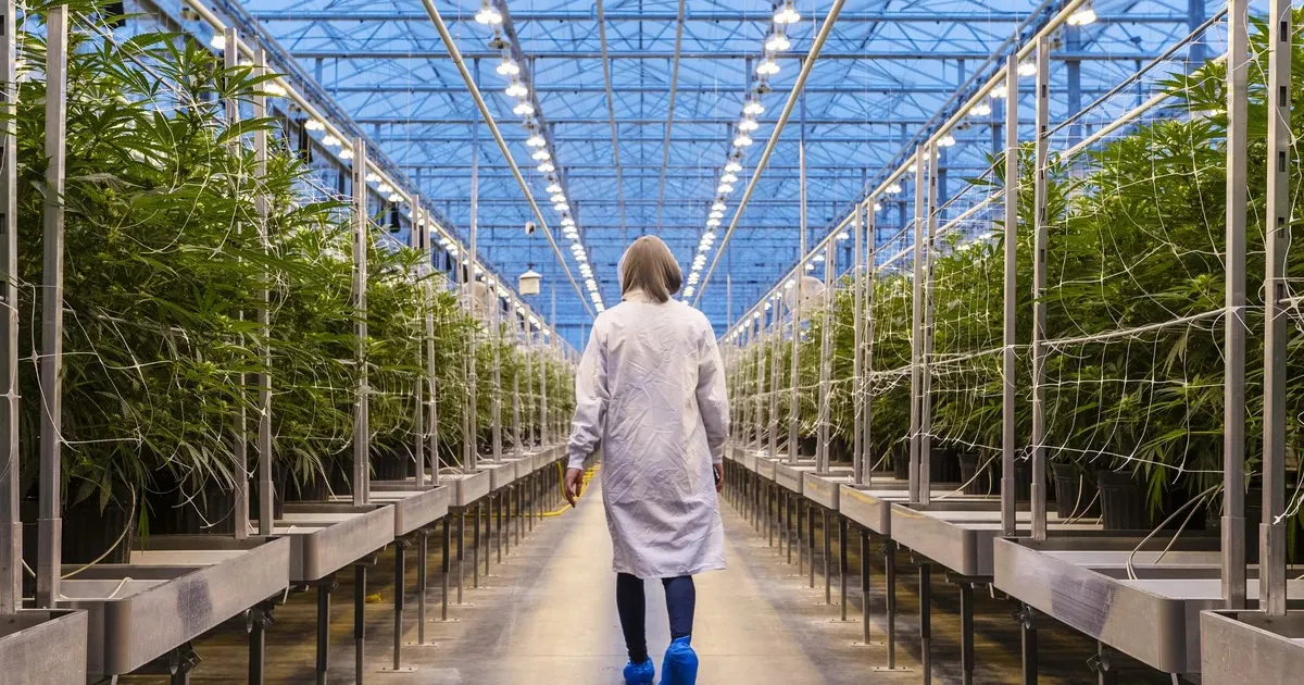 Canada Proposes Streamlining Cannabis Market Reporting Requirements