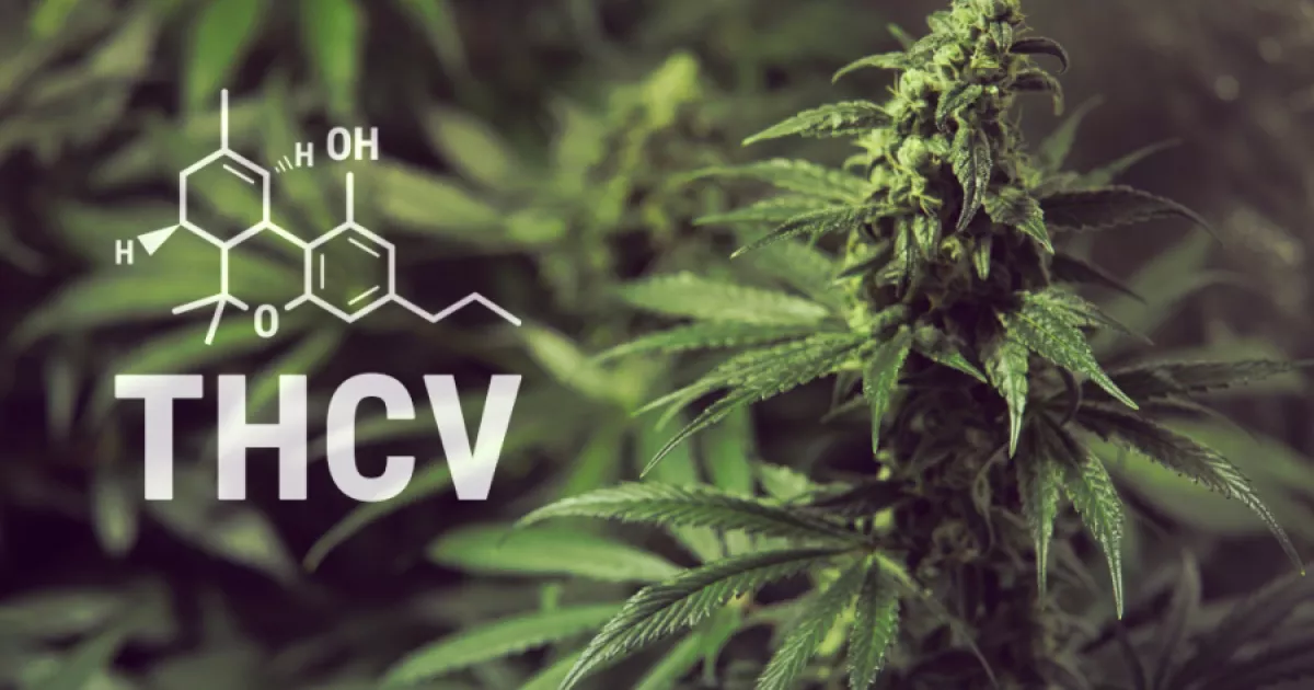 ¿Qué Es El THCV (Tetrahydrocannabivarin) Y Para Qué Vale? | Cáñamo