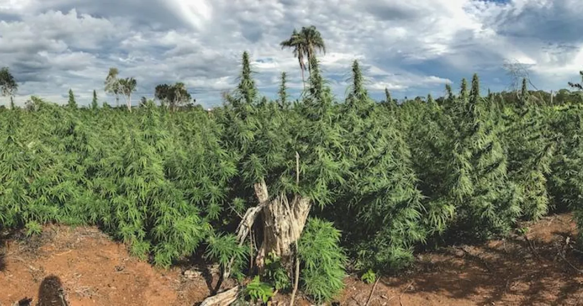 La marihuana prensada de Paraguay es “la peor del mundo”, según un