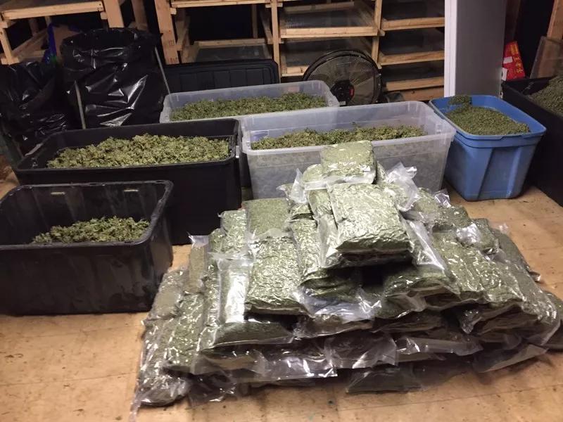 Decomisan marihuana por valor de 18 millones dólares