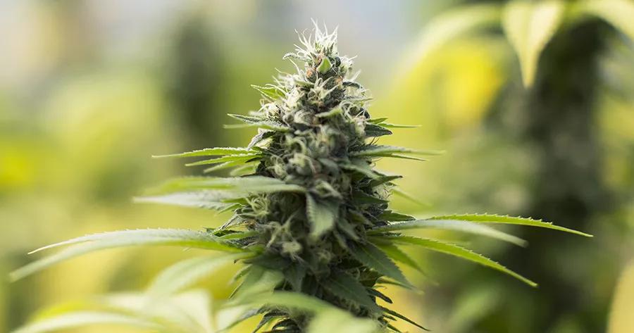 10 datos sobre la “sour diesel”