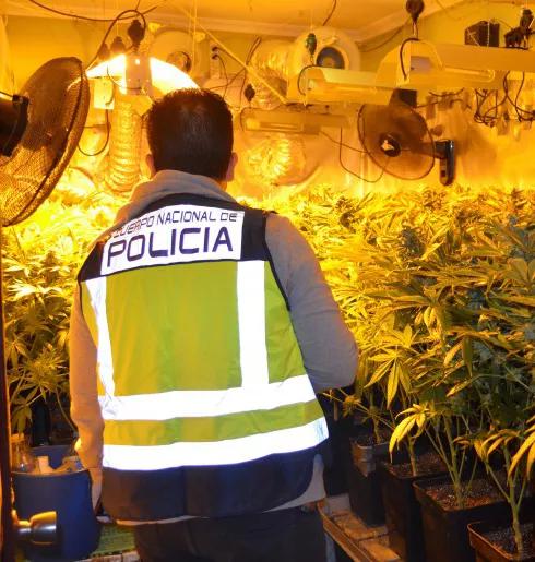 Dueño de 116 plantas de cannabis absuelto porque el juez considera que son para autoconsumo