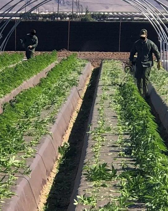 Policía de Santa Bárbara decomisa 400.000 plantas de marihuana