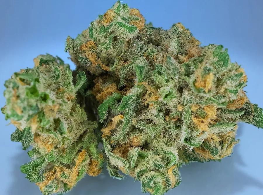 BLUE DREAM: Híbrida con predominio de sativa esta excepcional planta revigoriza y es rica en pineno que es conocido por mantener la alerta.Es decir, ideal para un maratón de series.