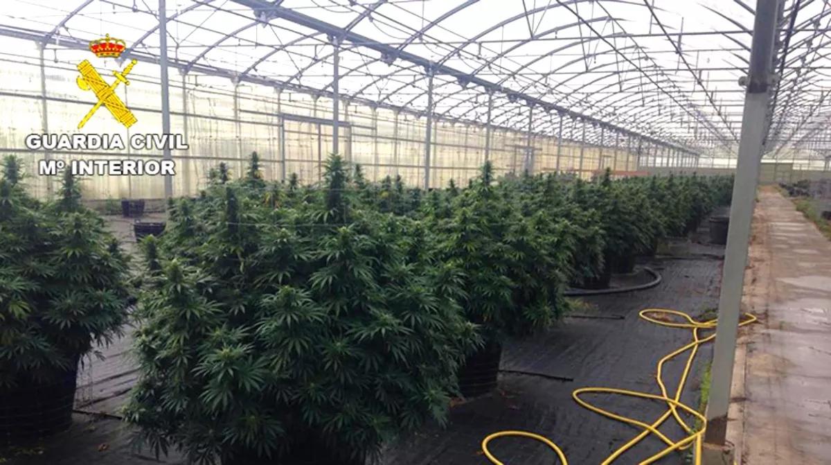 Un robo en una empresa descubre una gran plantación de marihuana