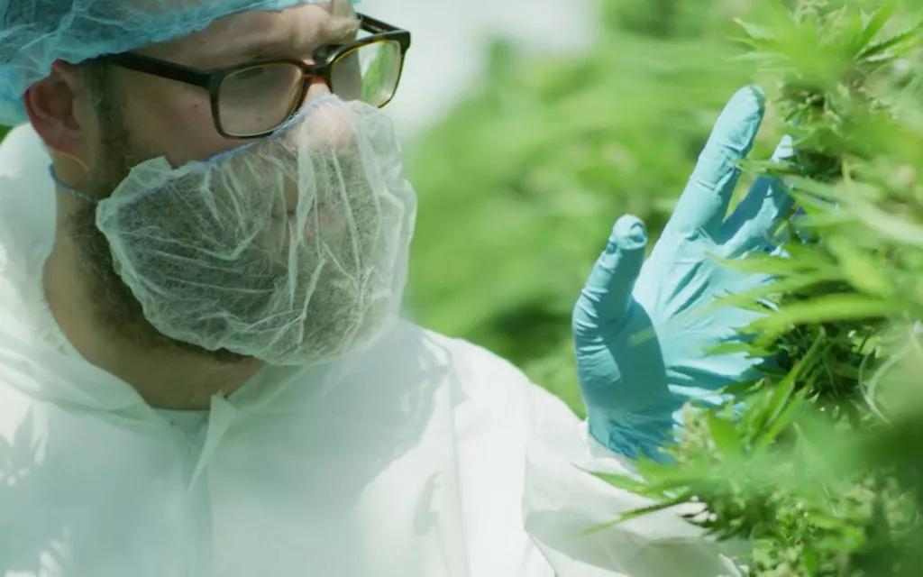 Seth Rogen lanza su propia marca de cannabis