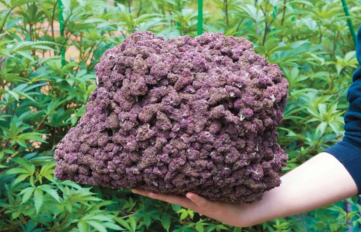 Variedades marihuana púrpura