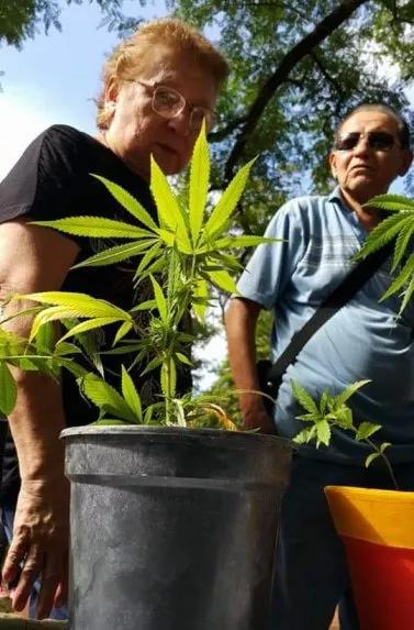 Mamá Cultiva regalará kits para plantar marihuana en Paraguay