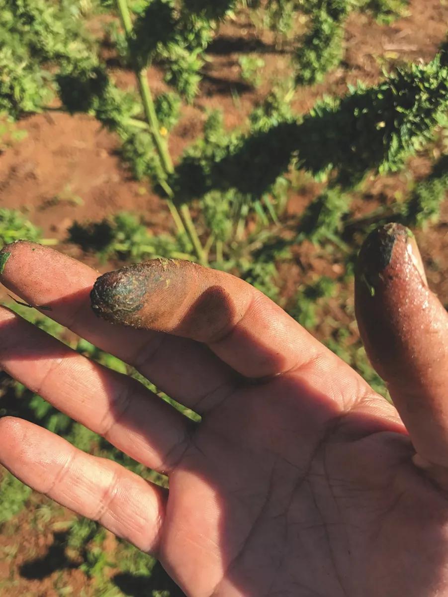 Mano de jornalero de una plantación en Paraguay