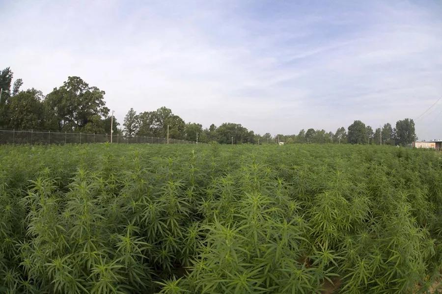 Gobierno EE.UU planta el mayor cultivo de cannabis para investigación