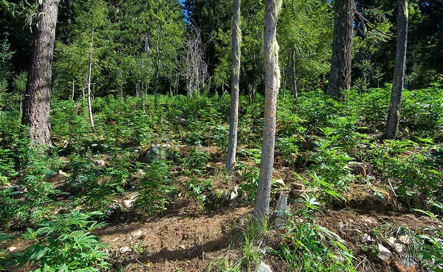 Un estudio del Departamento de Justicia de los EE.UU asegura que las plantaciones ilegales de cannabis en los parques nacionales del país se reducen cuando se legaliza la marihuana.