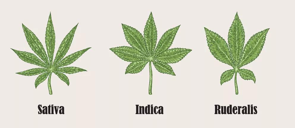 cannabis ruderalis